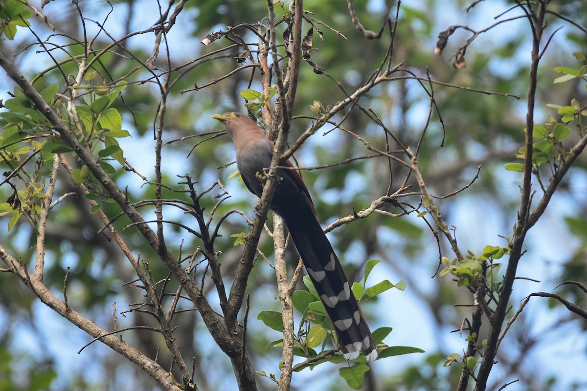 Squirrel Cuckoo - ML616212957