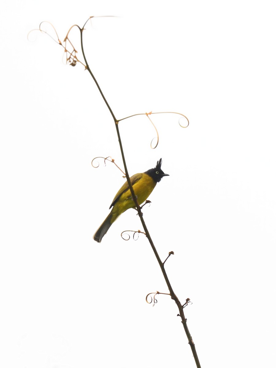 Black-crested Bulbul - Oleg Chernyshov