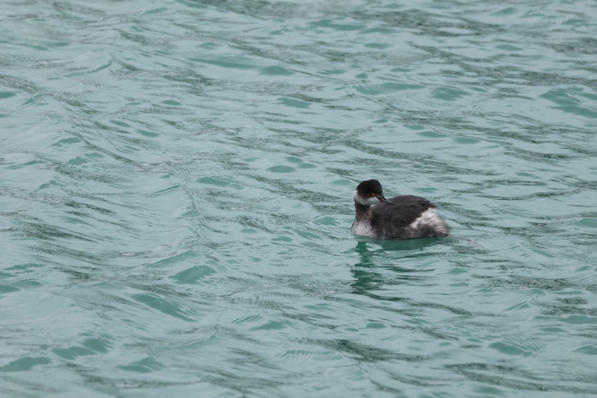 Eared Grebe - John Leonard