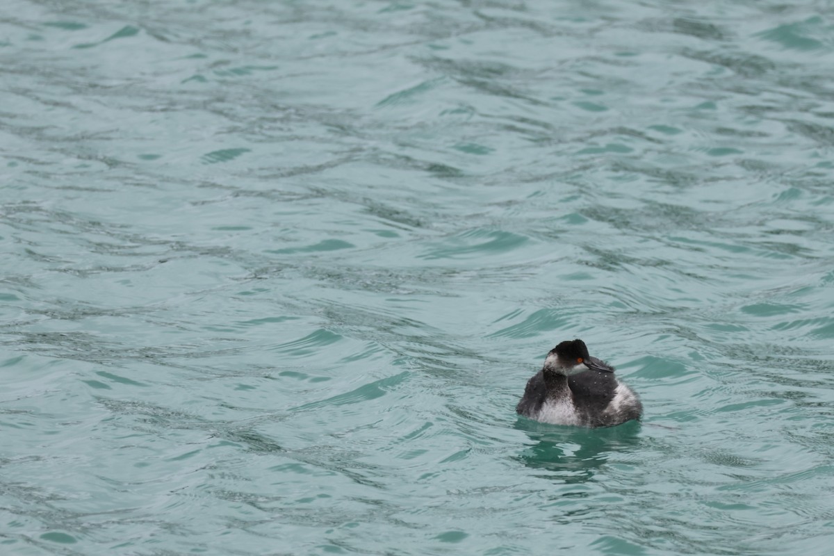 Eared Grebe - John Leonard