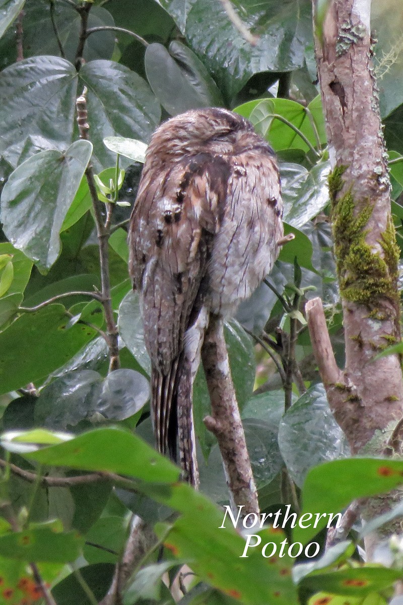 Northern Potoo - ML616213048