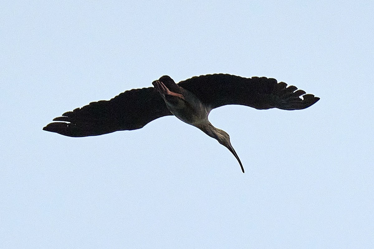 Plumbeous Ibis - Leonardo Guinez