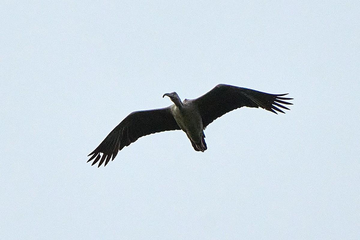 ibis běločelý - ML616213056