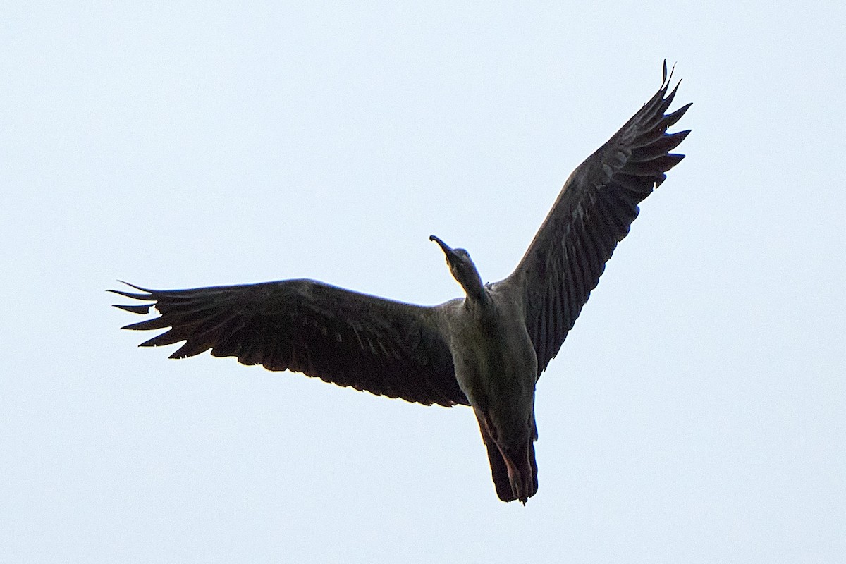ibis běločelý - ML616213057