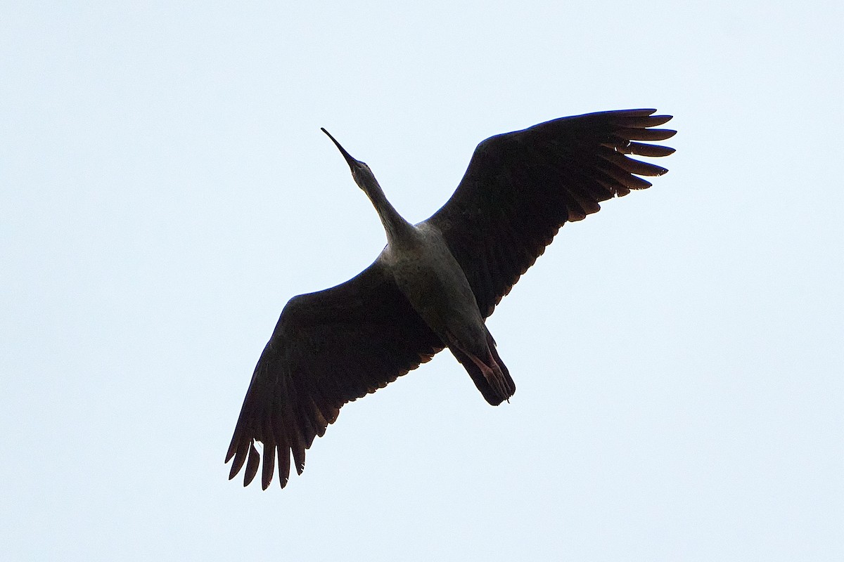 ibis běločelý - ML616213058