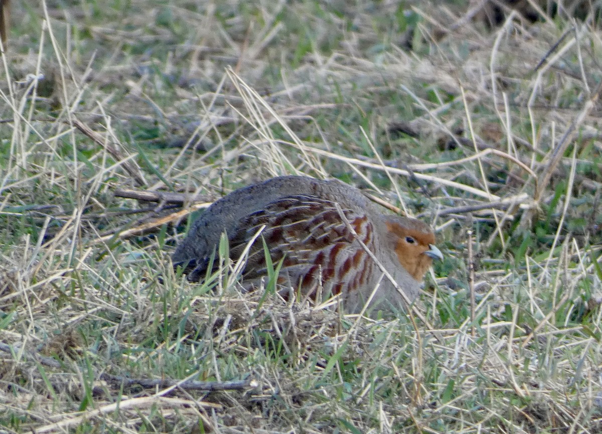 Gray Partridge - ML616213059