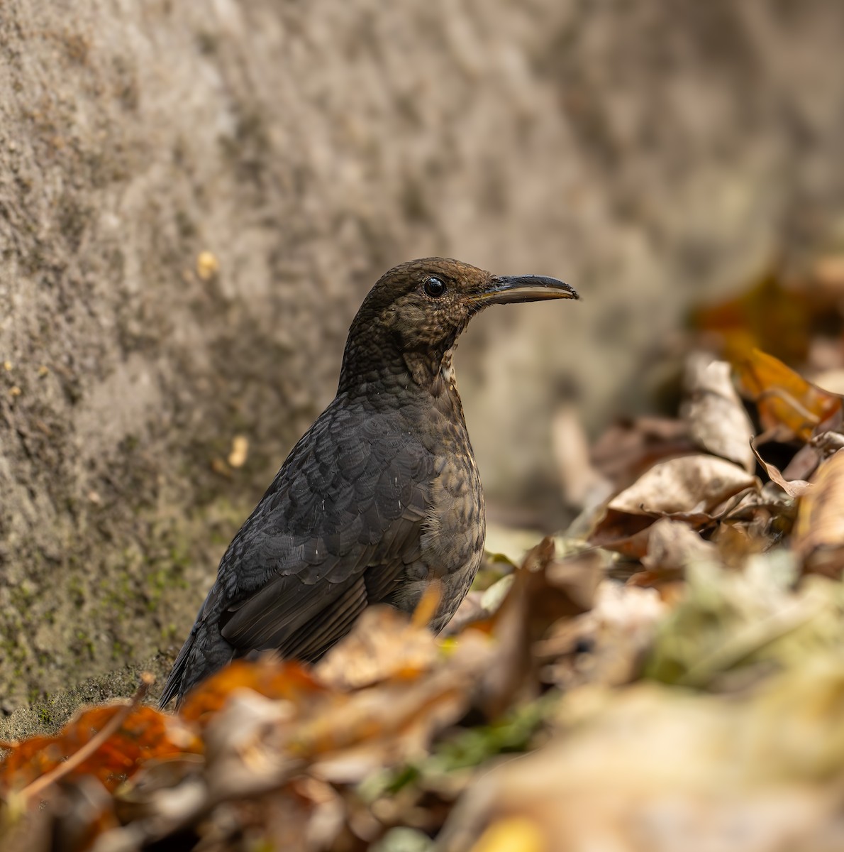 Long-billed Thrush - Munna Mandalapu