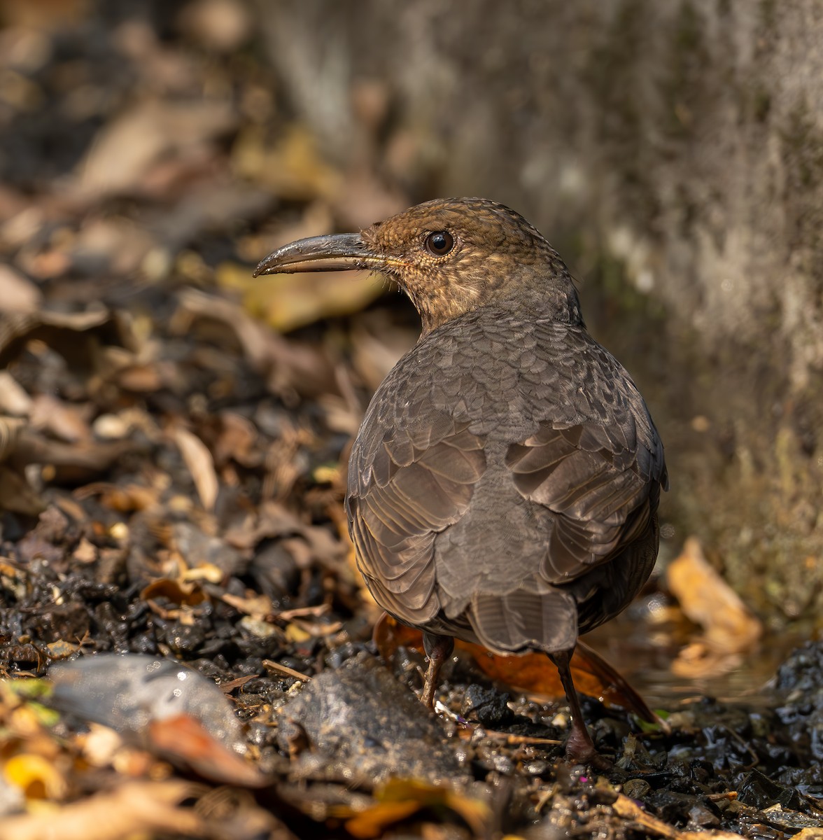 Long-billed Thrush - ML616213075