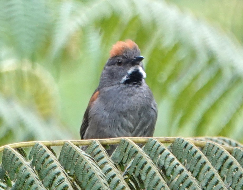 Cinereous-breasted Spinetail - Peter Blancher