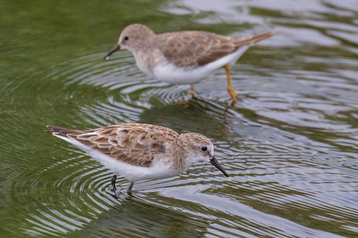 Little Stint - Michael Ortner