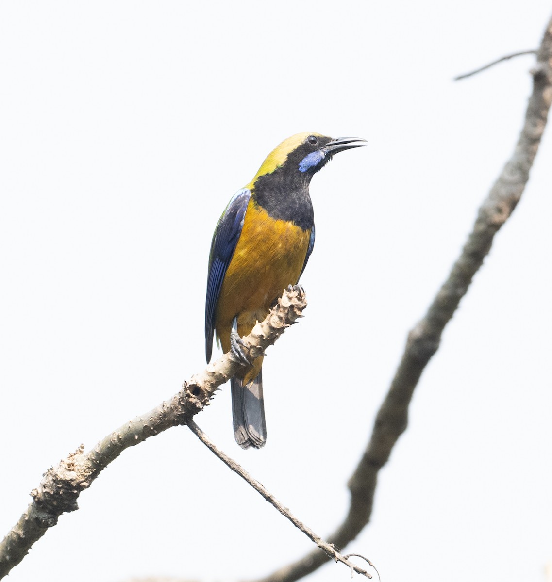 Orange-bellied Leafbird - ML616213123