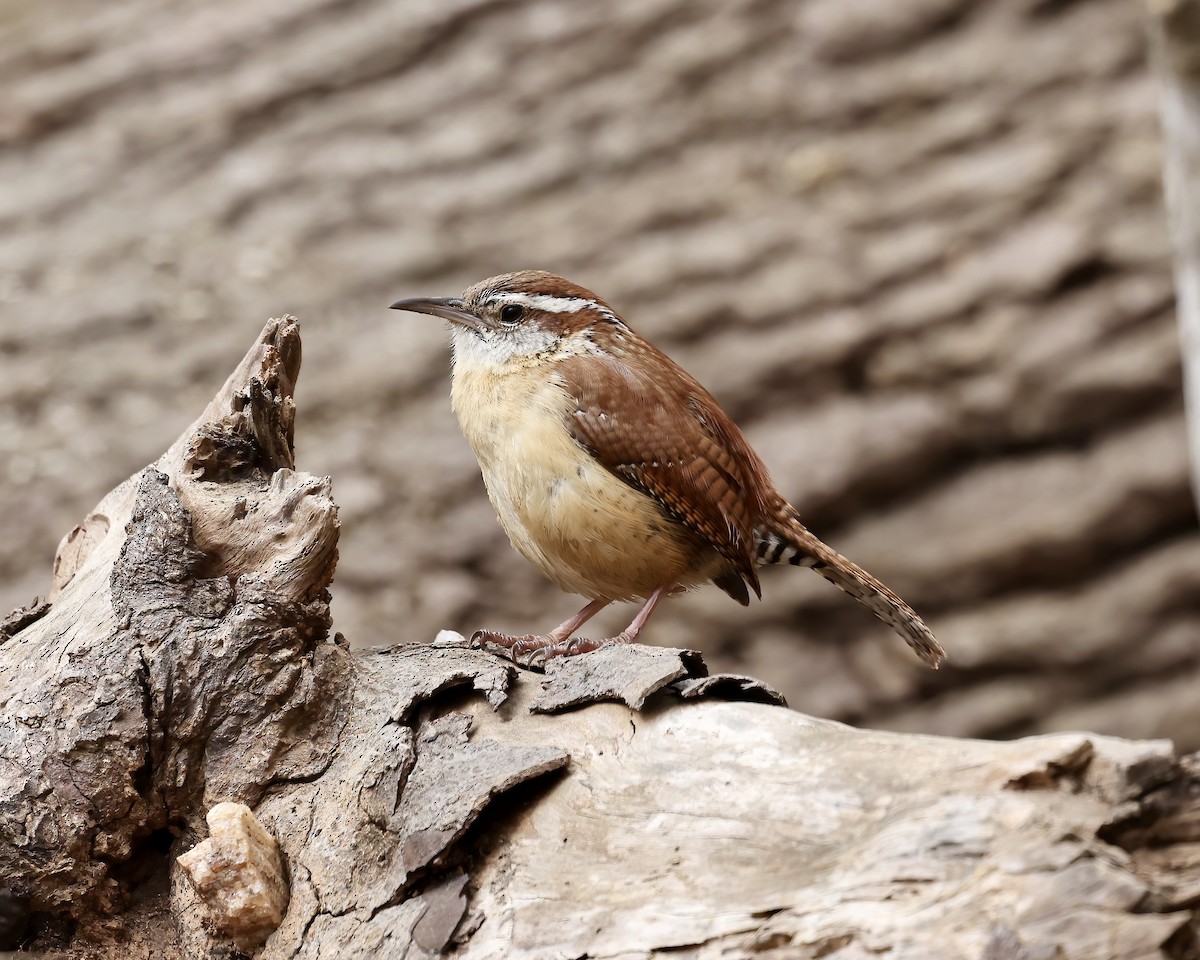 Carolina Wren - ML616213163