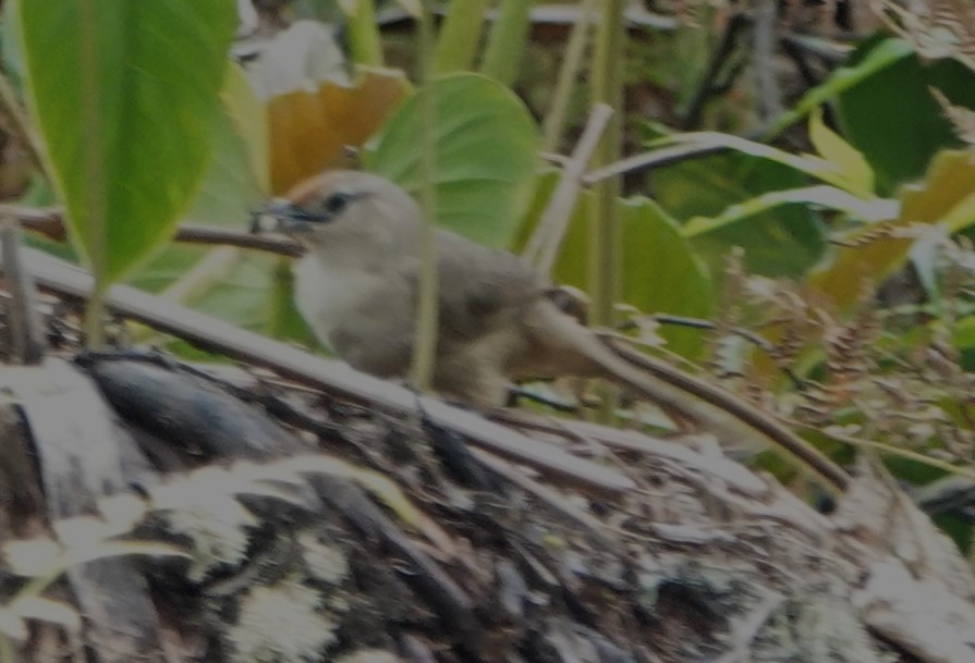 Rufous-fronted Thornbird - ML616213211