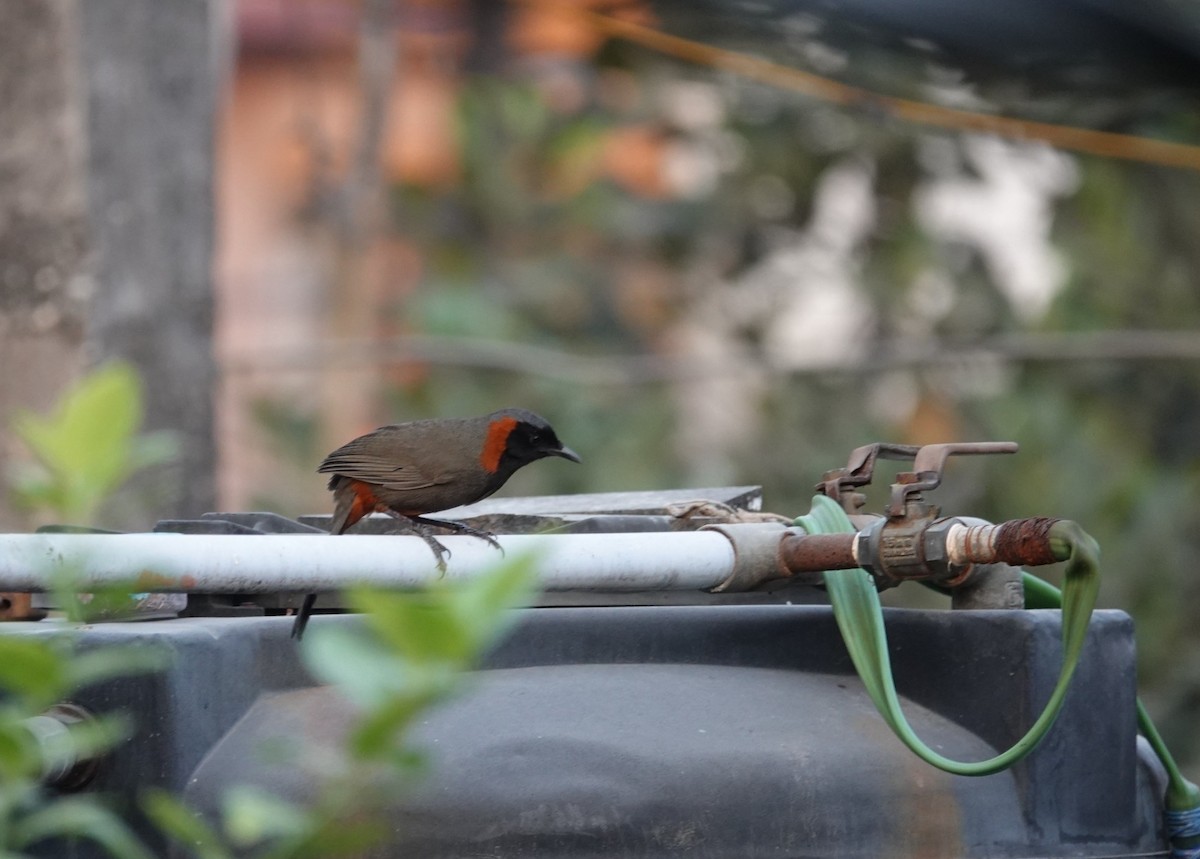 Rufous-necked Laughingthrush - ML616213243