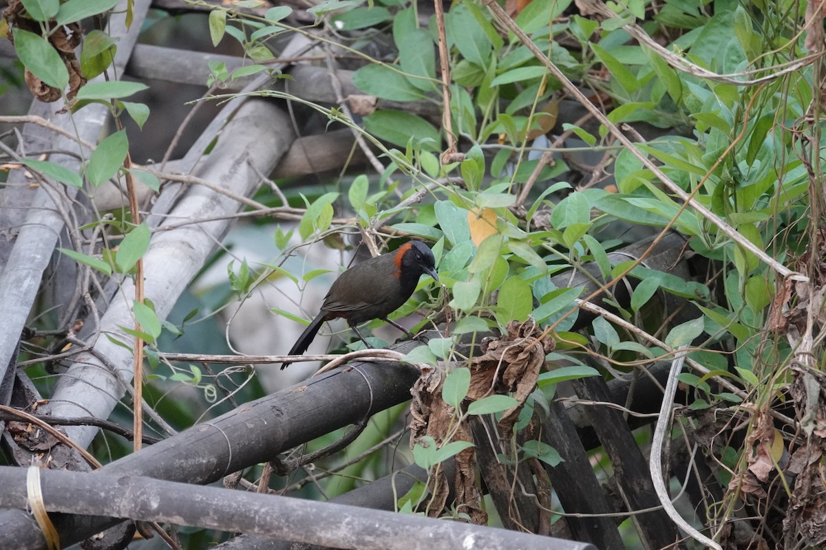 Rufous-necked Laughingthrush - ML616213244