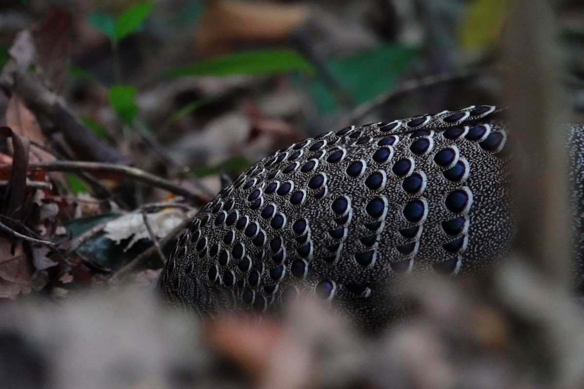 Gray Peacock-Pheasant - ML616213309