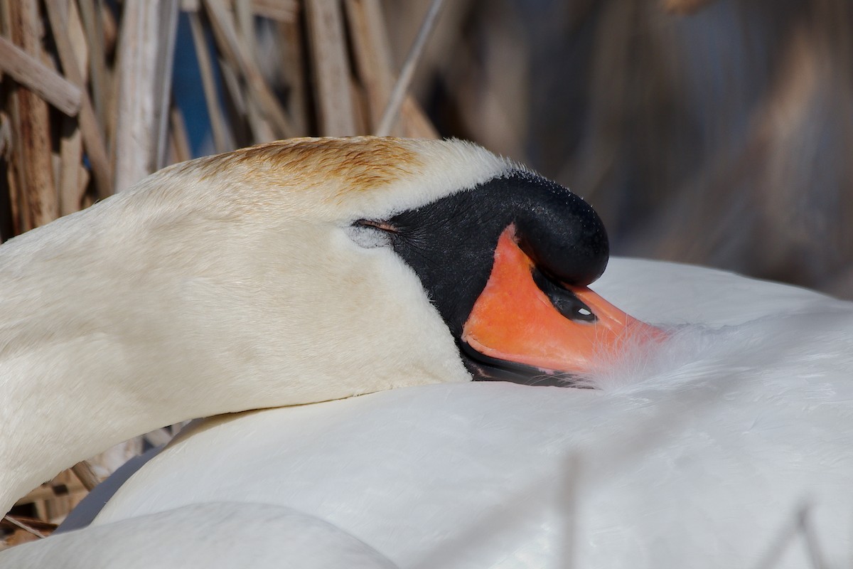 Mute Swan - ML616213333