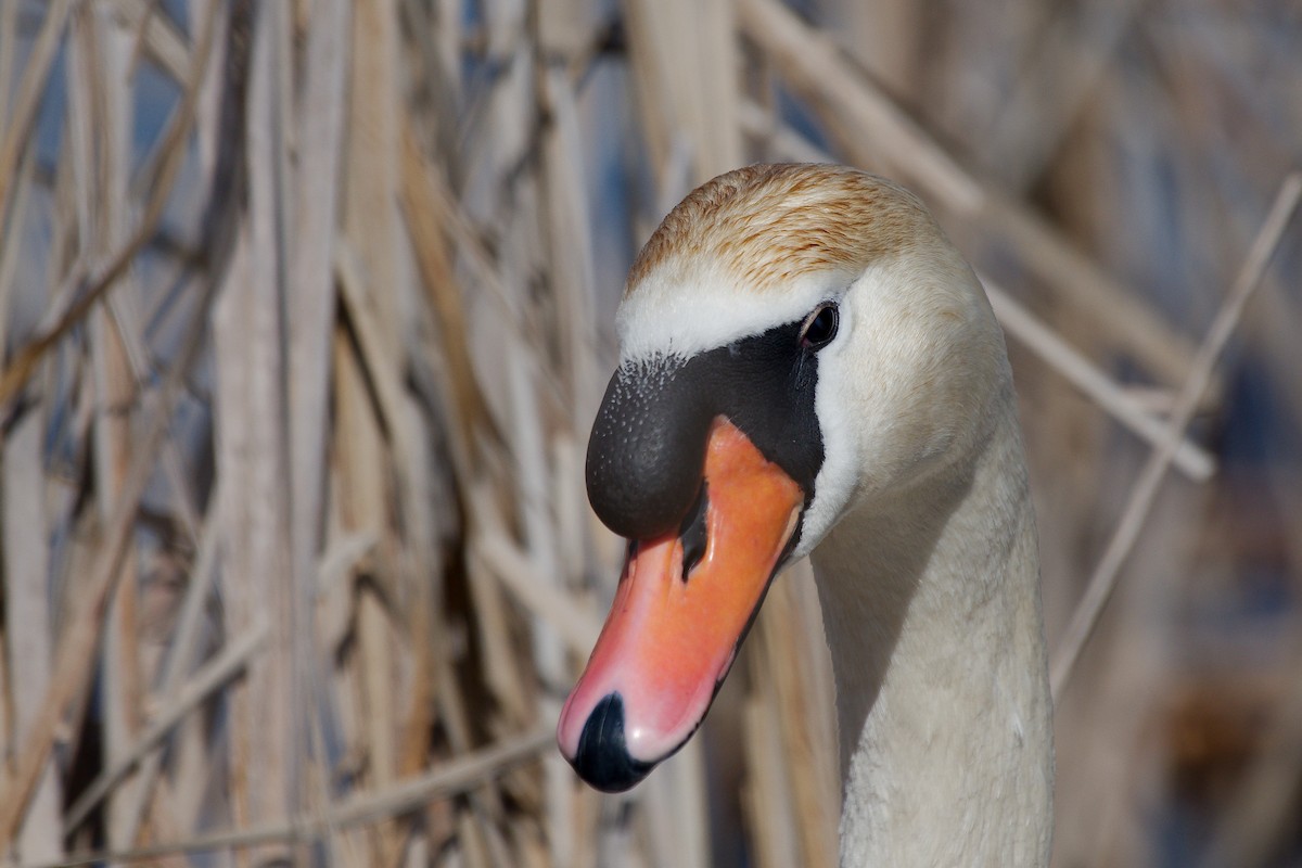 Mute Swan - ML616213334