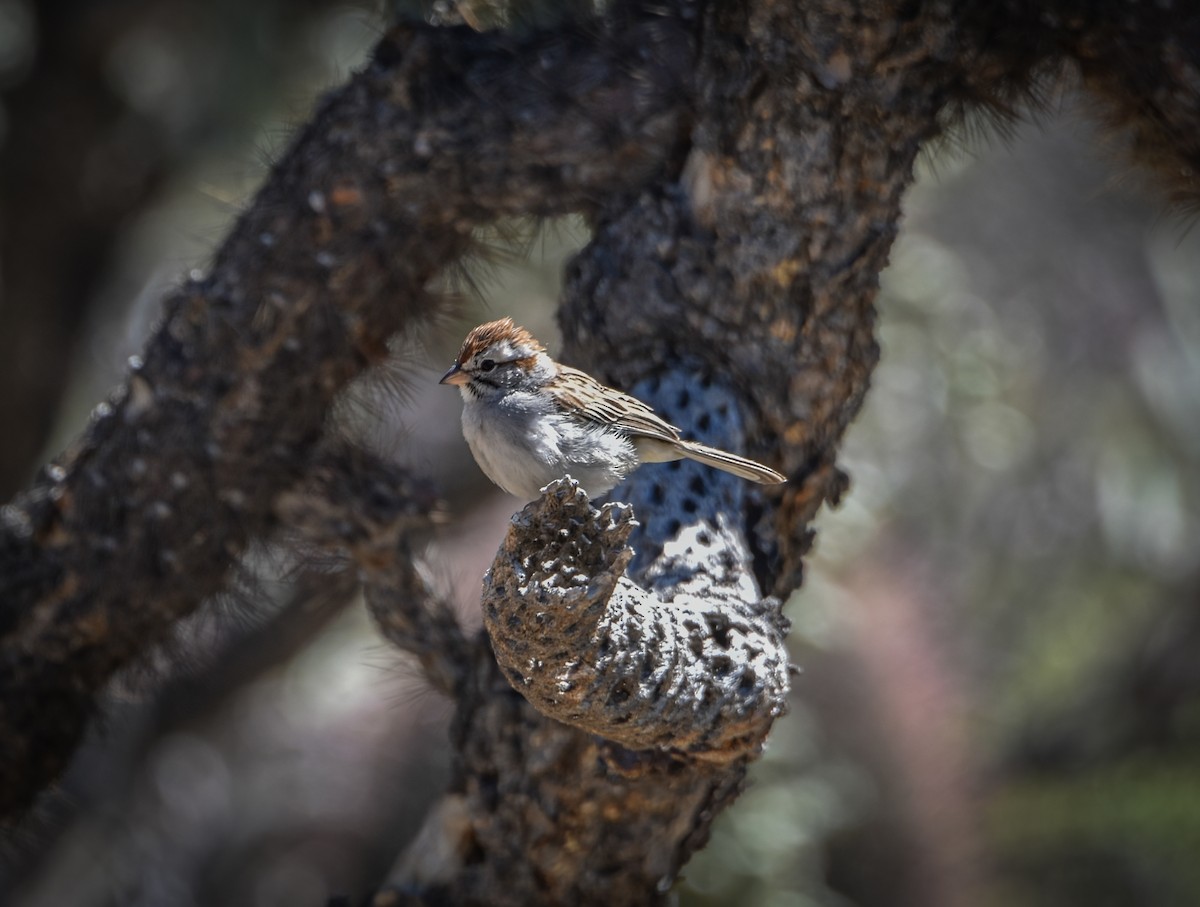 Rufous-winged Sparrow - Geoff Wyszynski