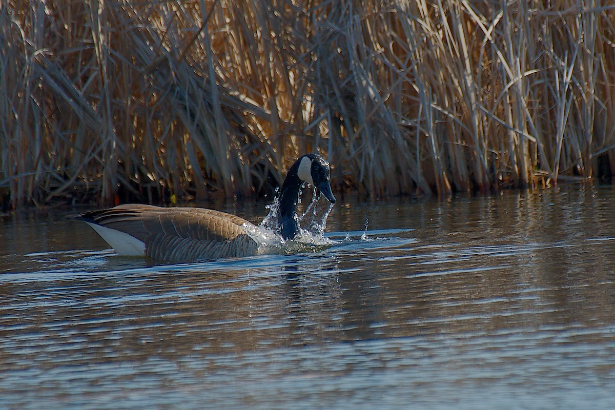 Canada Goose - ML616213347