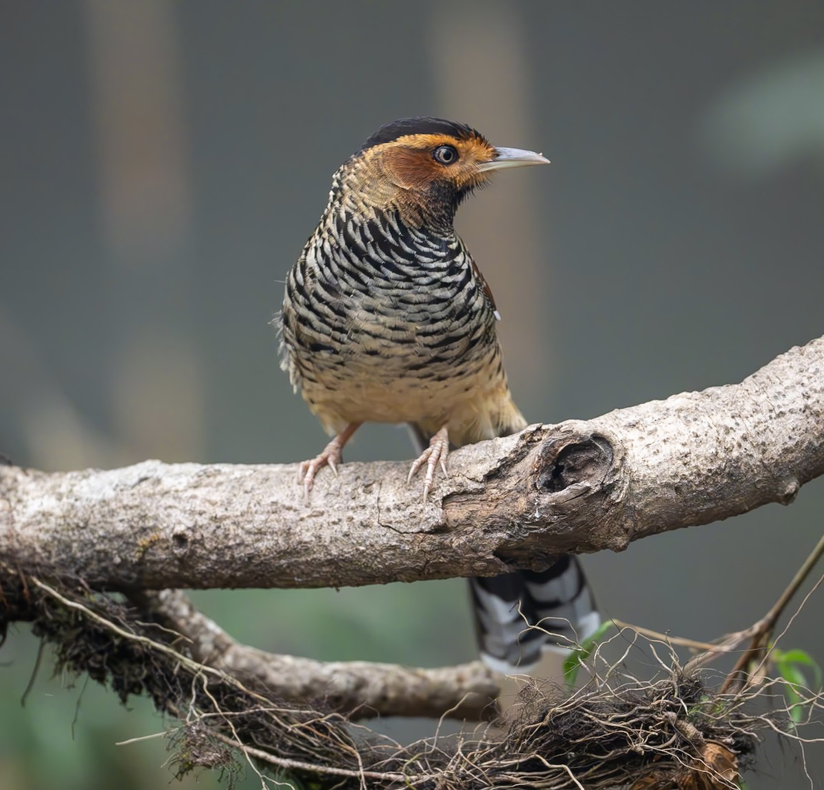 Spotted Laughingthrush - ML616213370