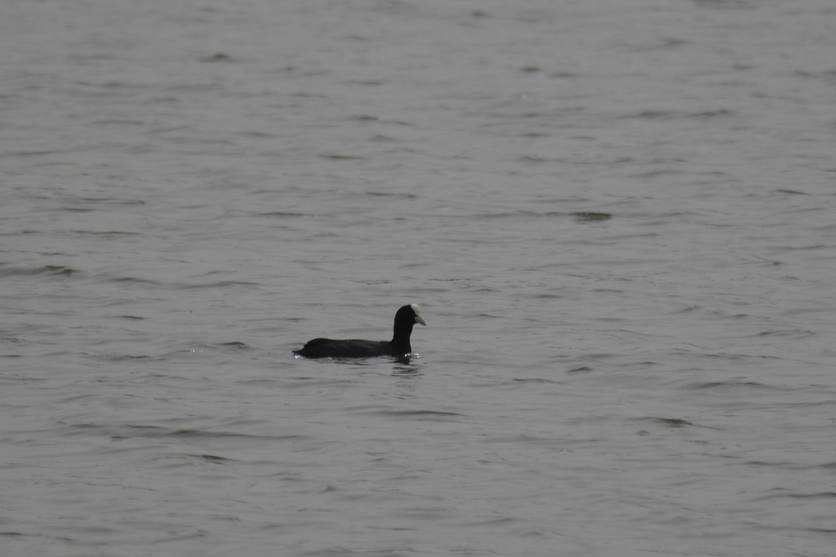 Eurasian Coot - ML616213393