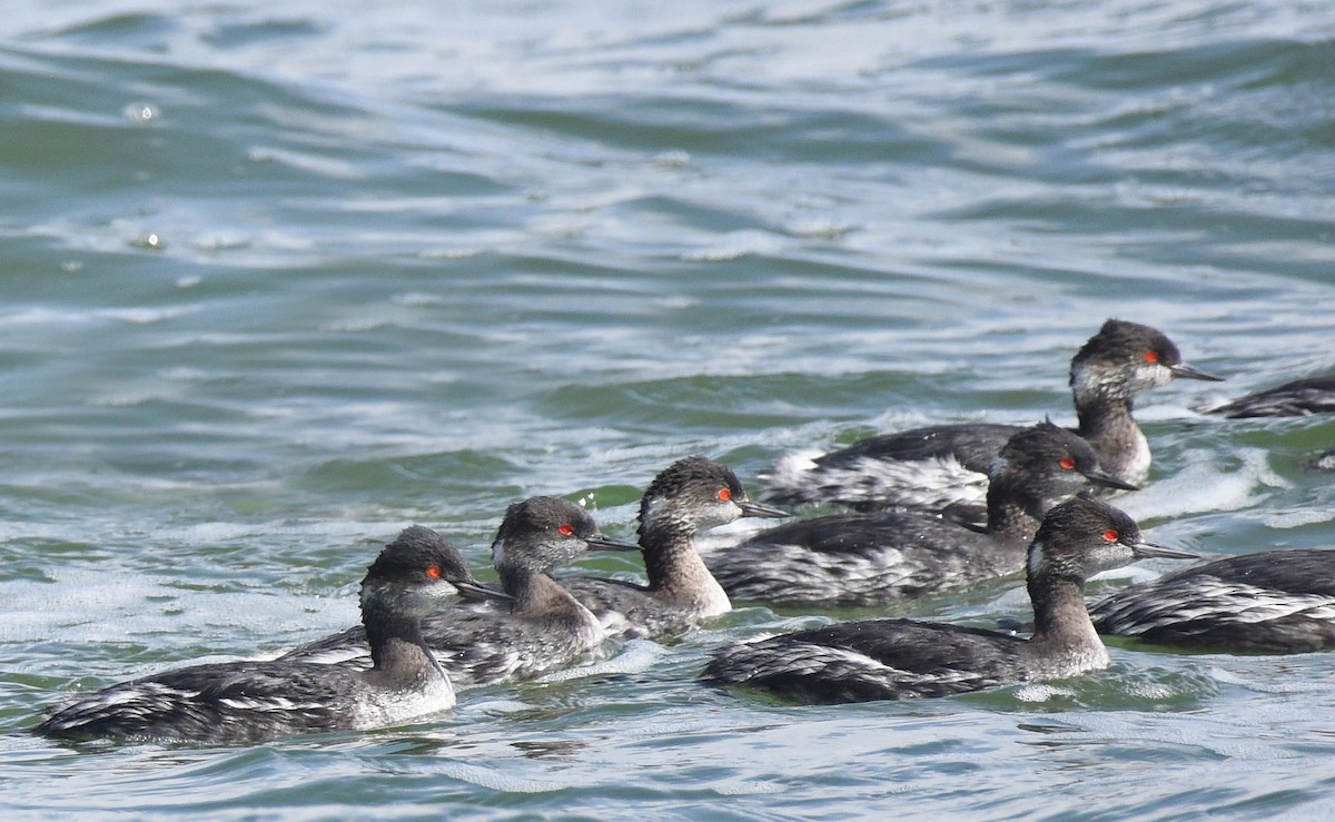 Eared Grebe - ML616213438