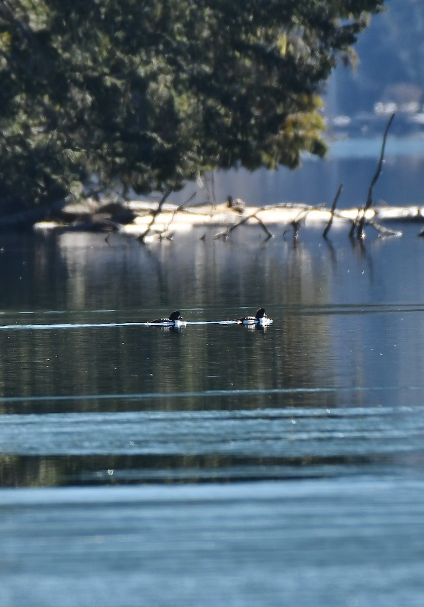 Barrow's Goldeneye - ML616213439