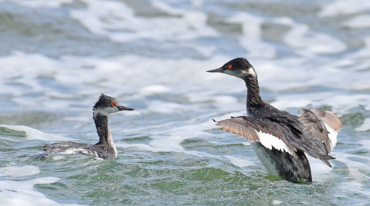 Eared Grebe - ML616213441