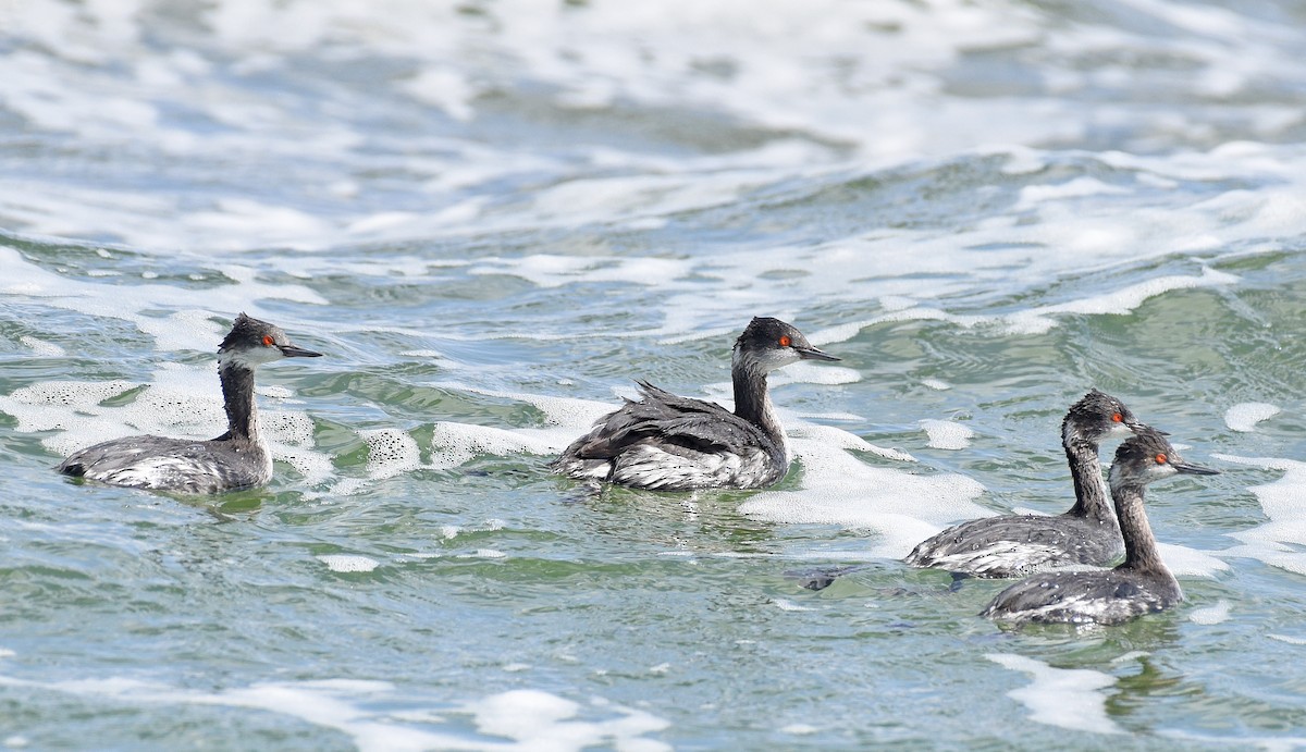 Eared Grebe - ML616213444