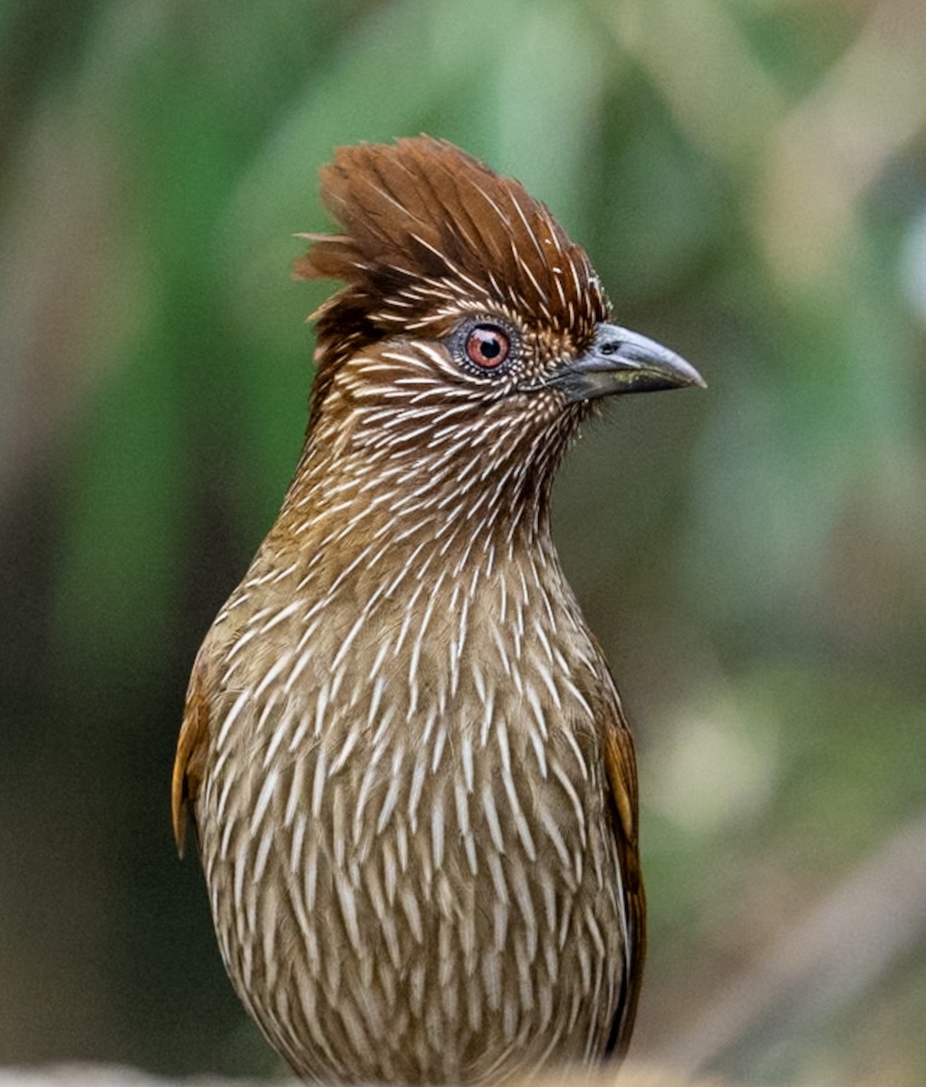 Striated Laughingthrush - ML616213446