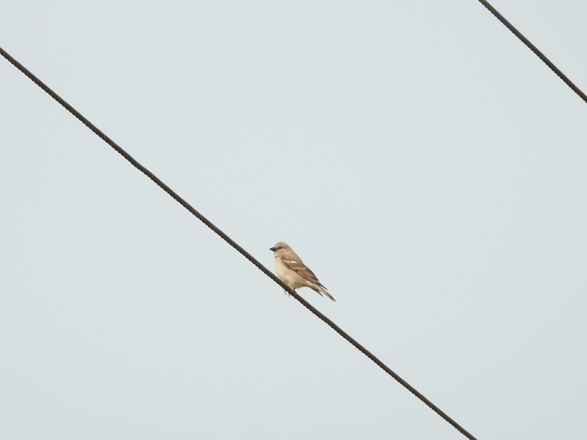 Yellow-throated Sparrow - Solomon Raj Inbanathan