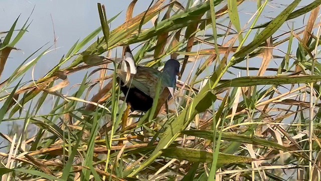 Purple Gallinule - ML616213461