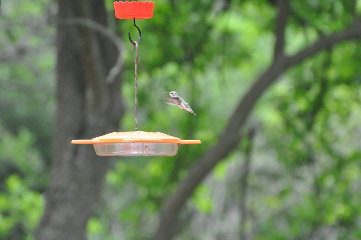 Ruby-throated Hummingbird - ML616213499