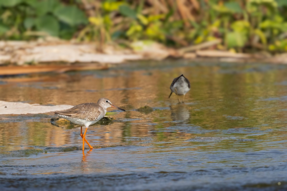 Common Redshank - Michael Ortner