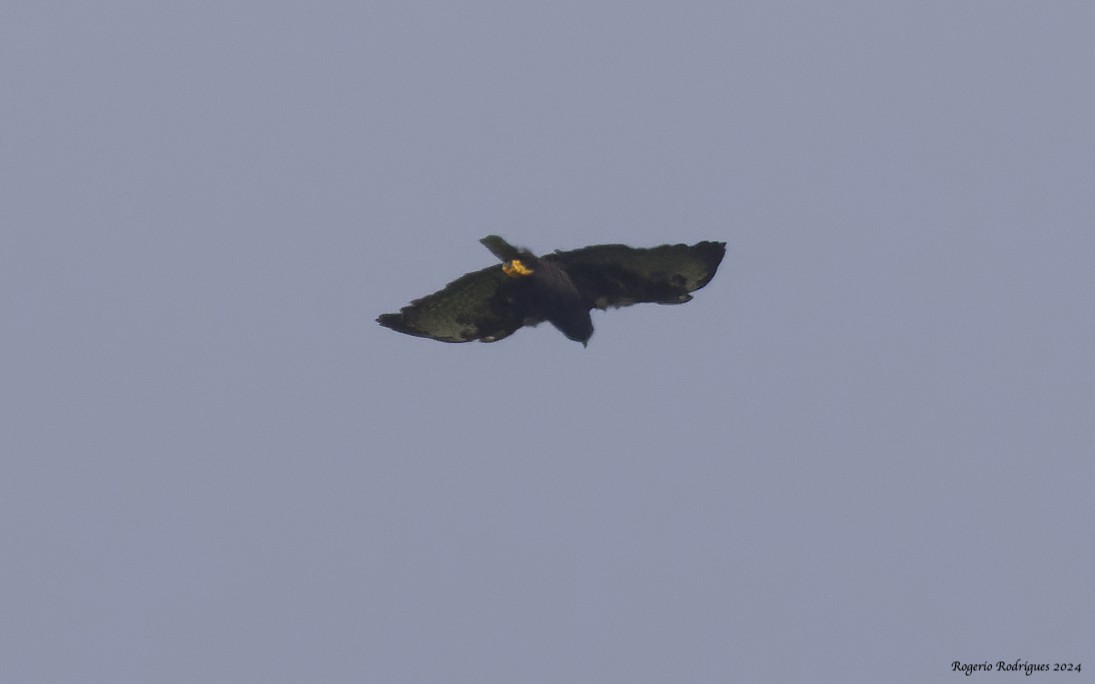 Short-tailed Hawk - Rogério Rodrigues