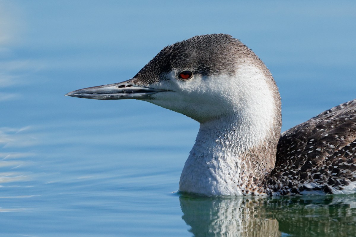 Red-throated Loon - Jonathan Casanova