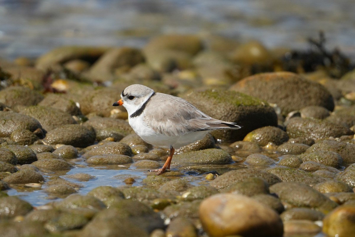 Piping Plover - Sophia Aebisher