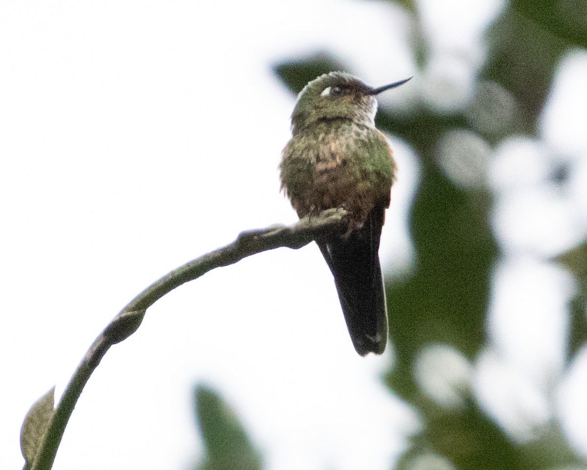 kolibřík ostrozobý - ML616213566