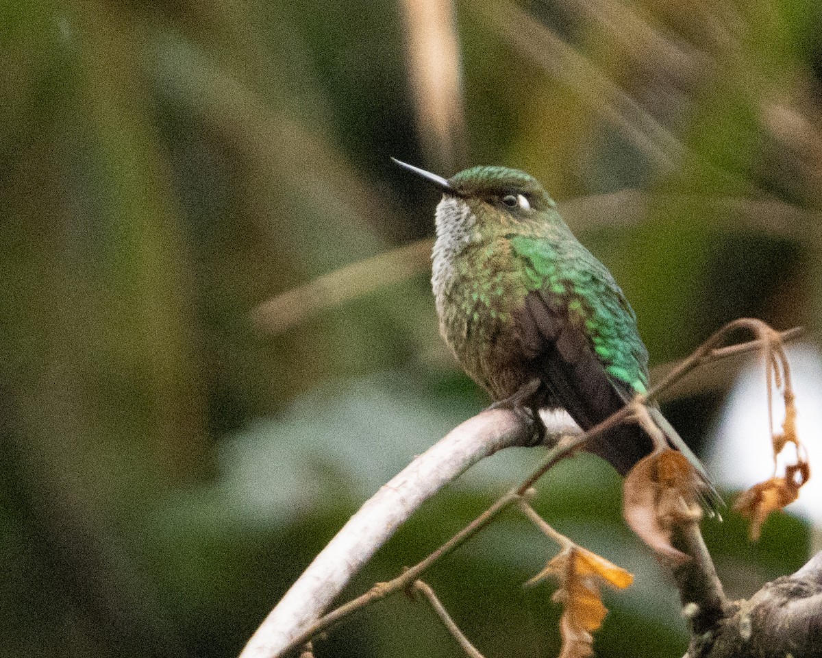 kolibřík ostrozobý - ML616213567