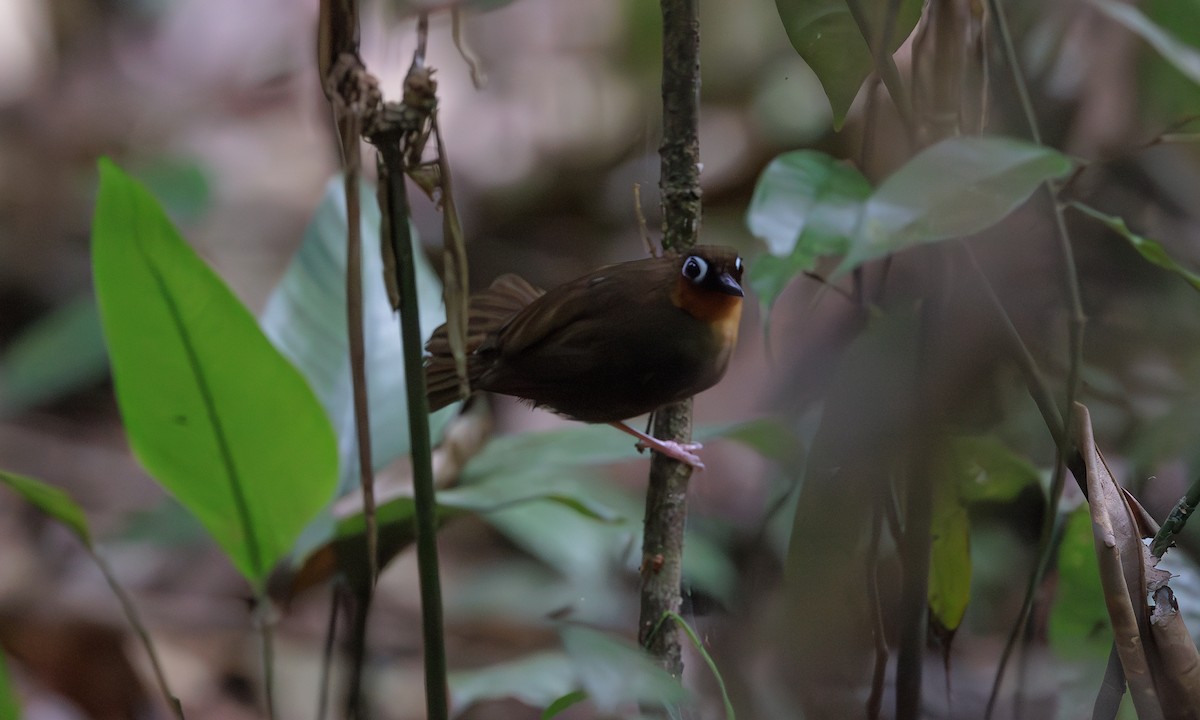 Rufous-throated Antbird - ML616213568