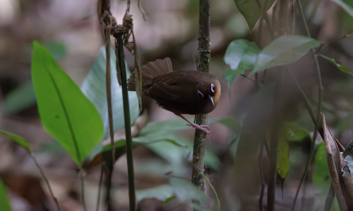 Rufous-throated Antbird - ML616213569