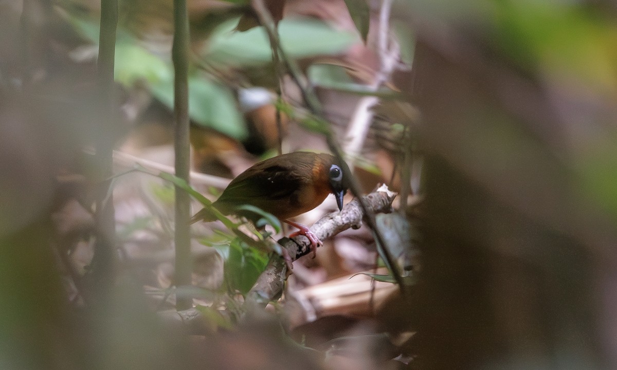 Rufous-throated Antbird - ML616213570