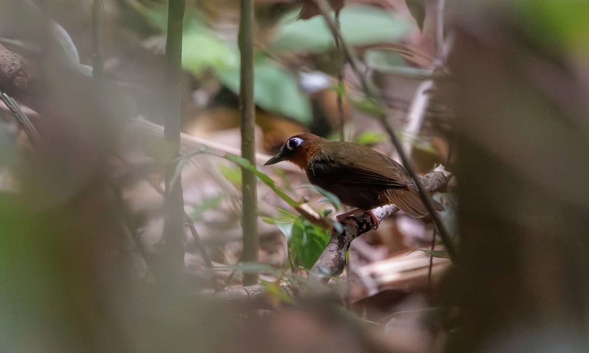 Rufous-throated Antbird - ML616213571