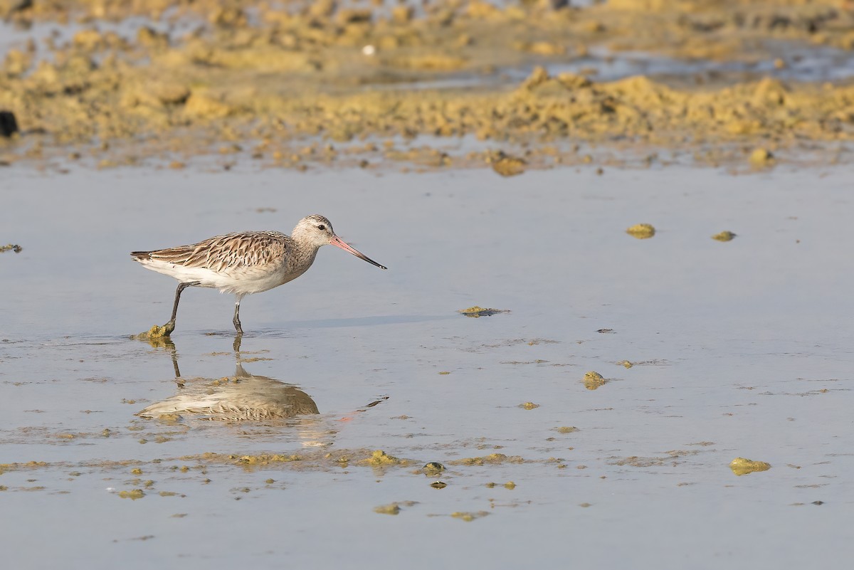 Bar-tailed Godwit - ML616213572