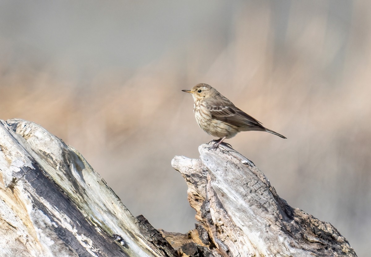 American Pipit - ML616213581