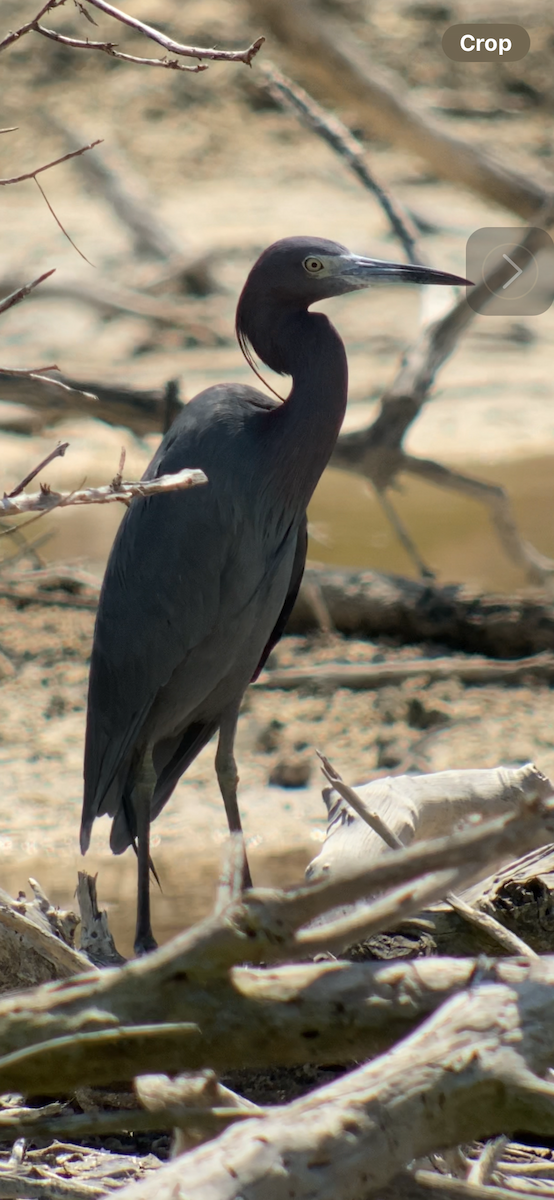 Little Blue Heron - ML616213637