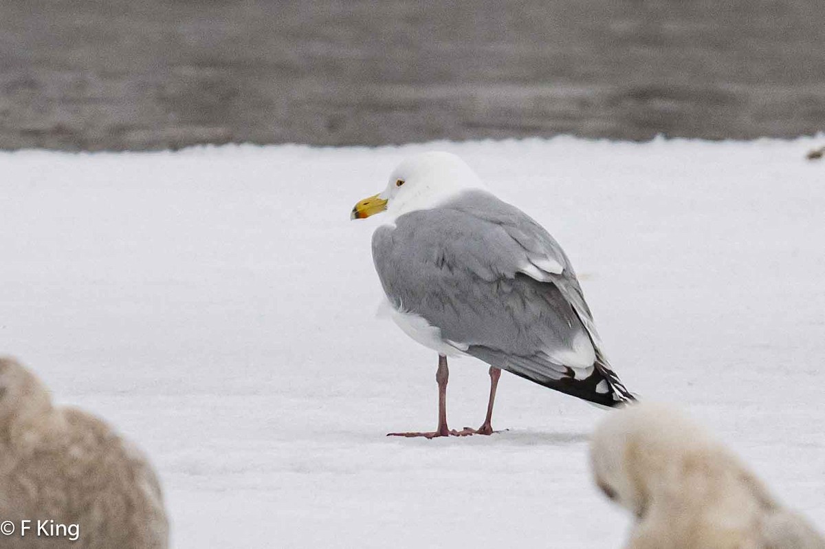 Herring x Lesser Black-backed Gull (hybrid) - ML616213662