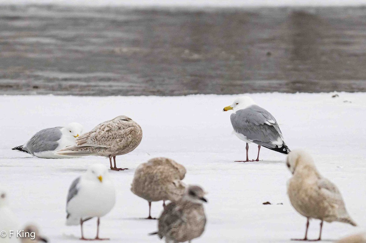 Herring x Lesser Black-backed Gull (hybrid) - ML616213663