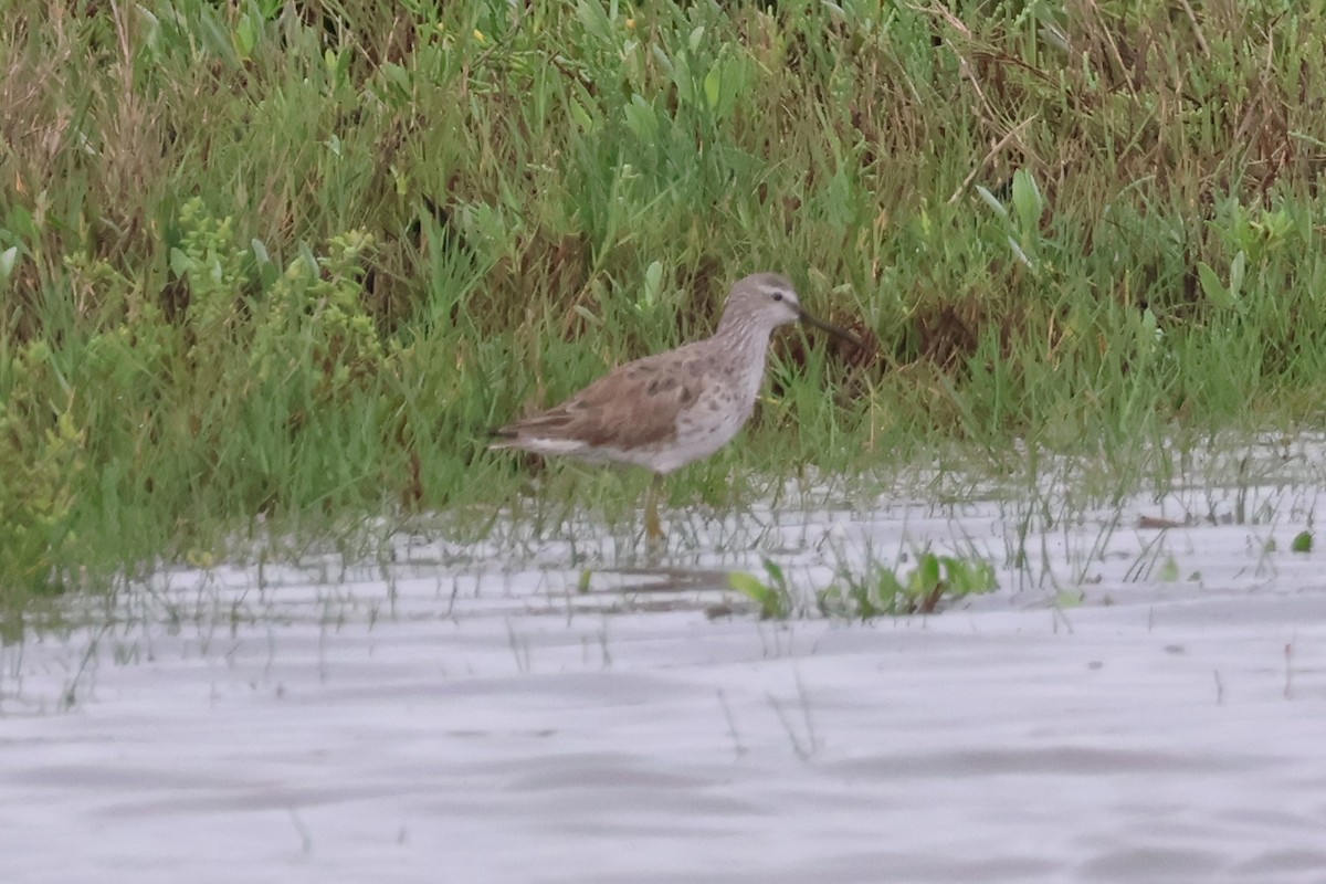 Stilt Sandpiper - ML616213676